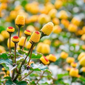 Paracress, Toothache Plant, 200 Seeds, Medicinal & Culinary Herb Seeds Heirloom Non-GMO US Farm Free Shipping SmilingSeeds