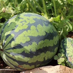 Florida Giant Watermelon, 40 Seeds, Best Round Watermelon, Large Fruit, Red Flesh, Heirloom Non-GMO, Open Pollinated, US Farm, Free Shipping