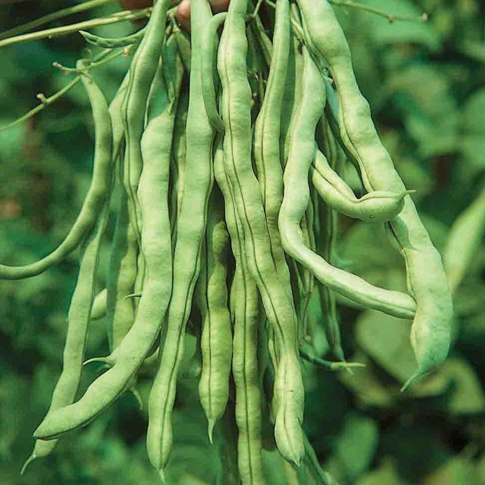 Kentucky Wonder Green Bean 30 Seeds Bush Bean Pole Large Etsy