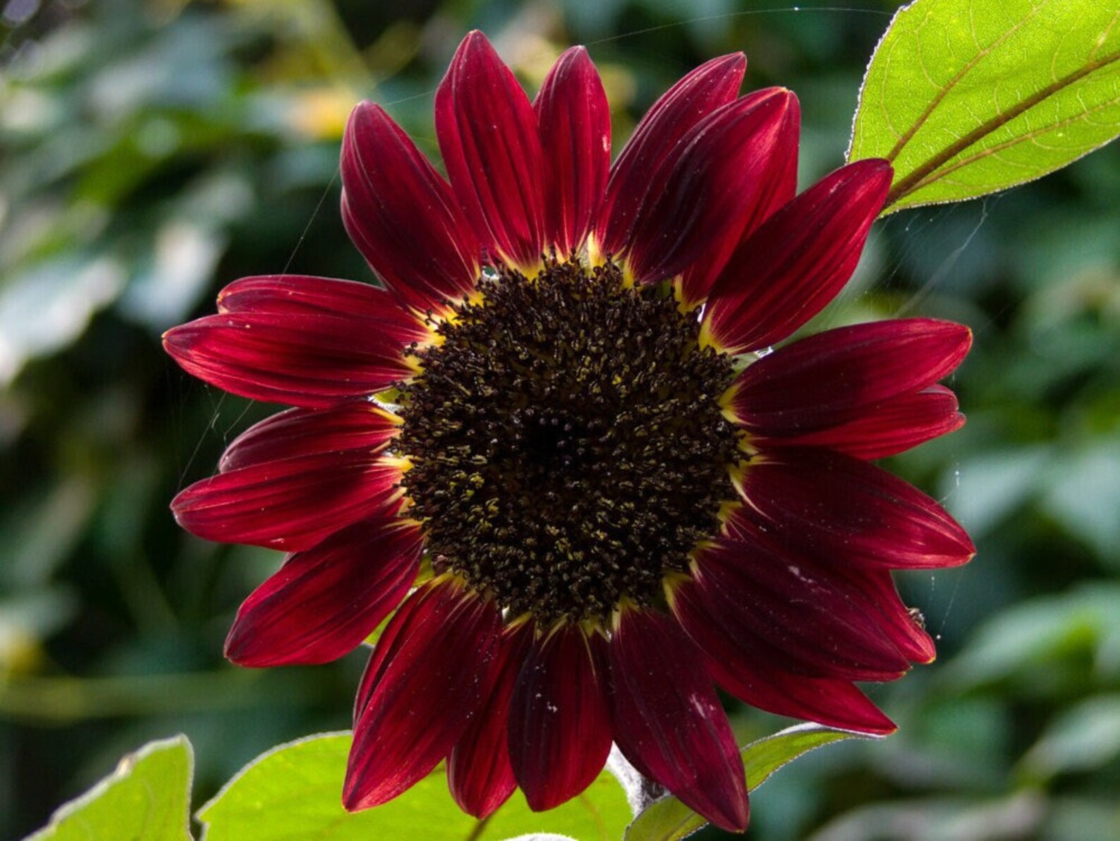 8 Varieties Sunflowers Mixture Seeds 50 Seeds Rare Variety Etsy