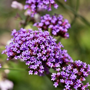 Purpletop Vervain, 200 Seeds, Verbena Purple Blossom Medicinal Herb Flowers Seeds Heirloom Non-GMO US Farm Free Shipping SmilingSeeds