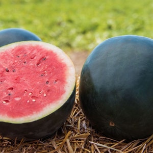 Black Diamond Watermelon, 30 Seeds, Dark Green Watermelon Seeds Large Fruit Red Flesh Heirloom Non-GMO Open Pollinated US Farm Free Shipping