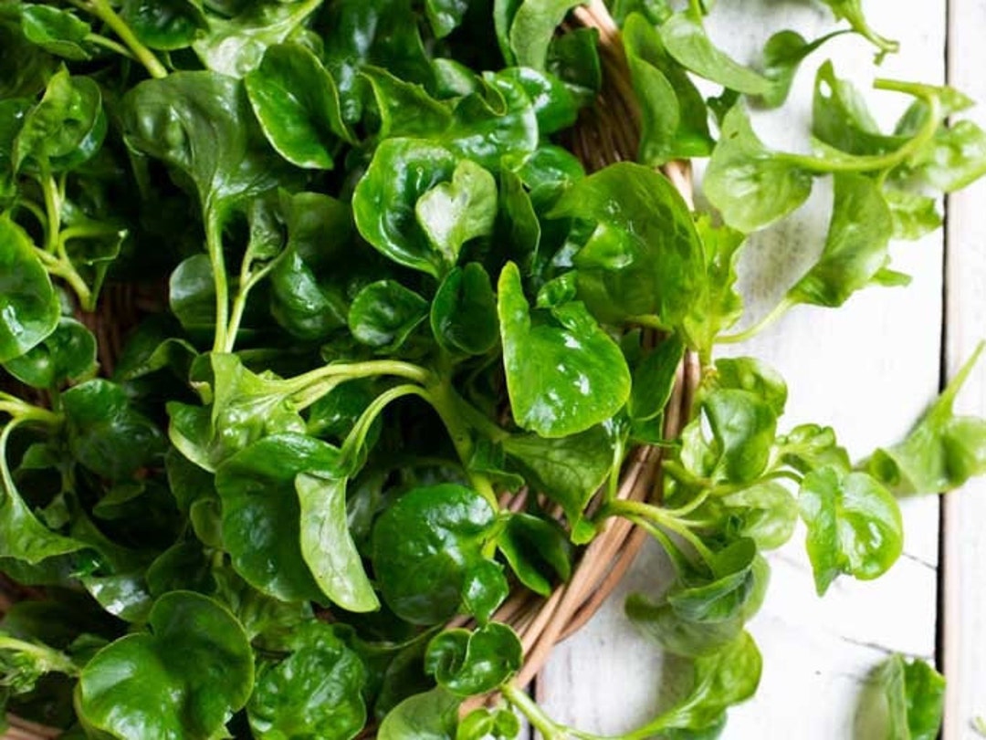 Curled Cress, 500 Seeds, Garden Pepper Cress, Pepperwort, Medicinal