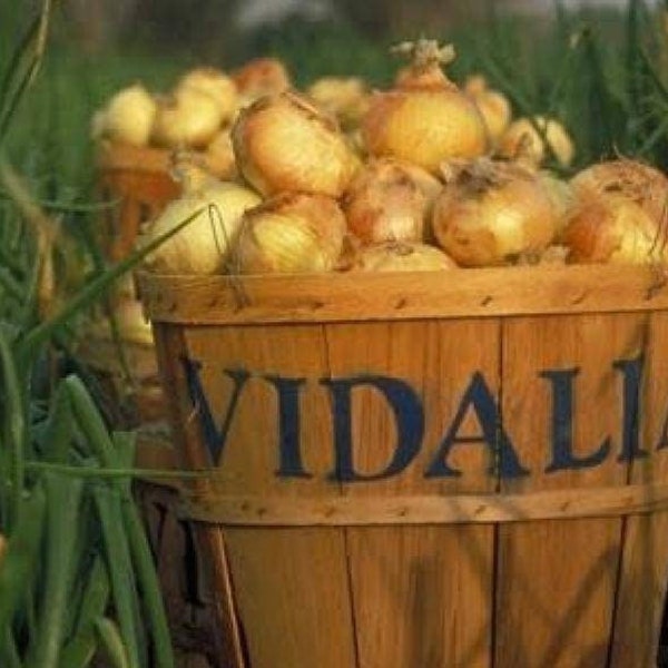 Vidalia Onion, 200 Seeds, Yellow Granex Hybrid F1, Sweetest Onion Georgia Sweet Onion Vegetable Heirloom Non-GMO US Farm Free Shipping