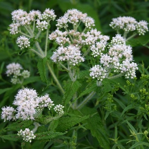 Boneset, 200 Seeds, Medicinal & Culinary Herb Seeds Heirloom Non-GMO US Farm Free Shipping SmilingSeeds