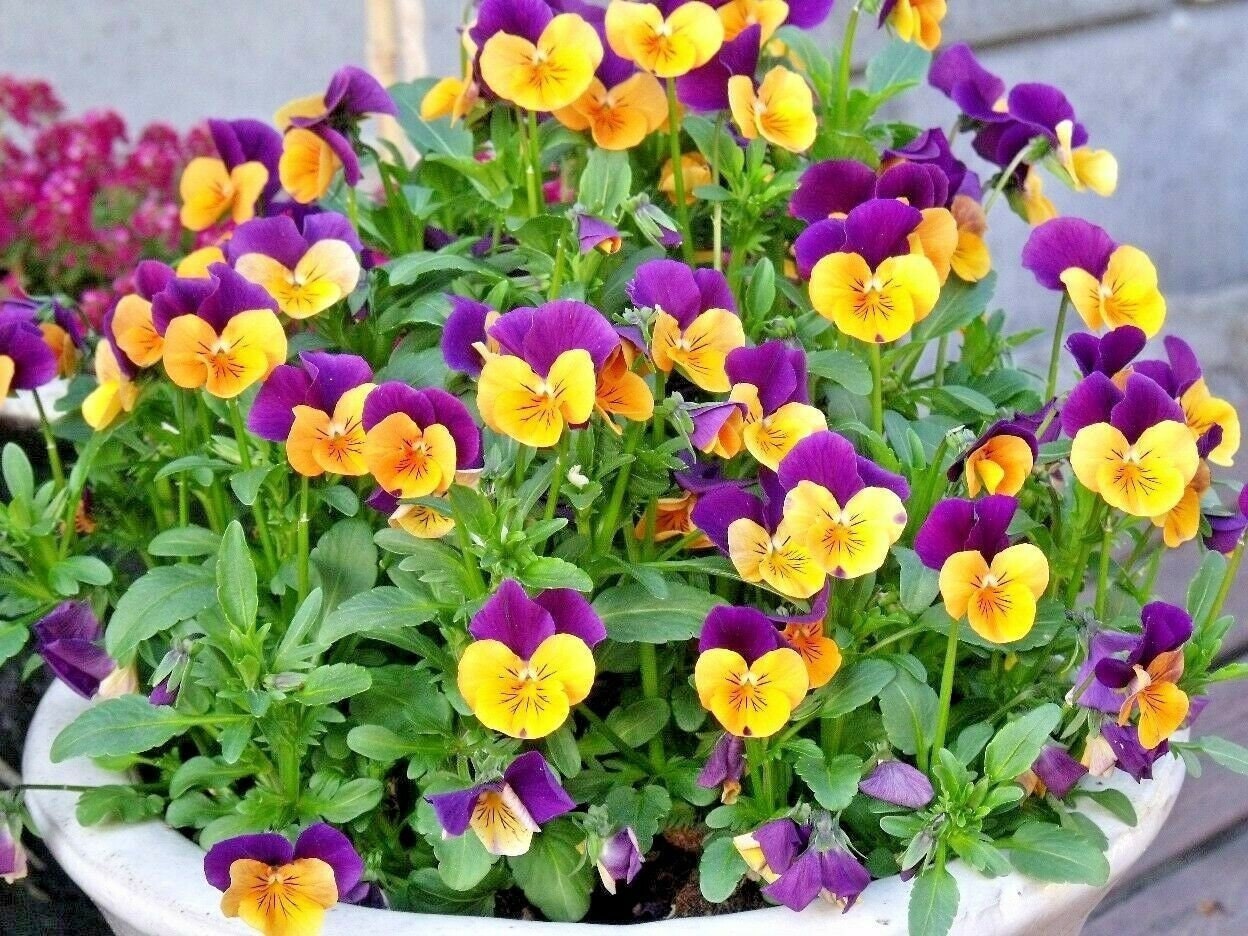 Patio, Lawn & Garden Farm & Ranch 200 Seeds Viola Tricolor Helen Mount