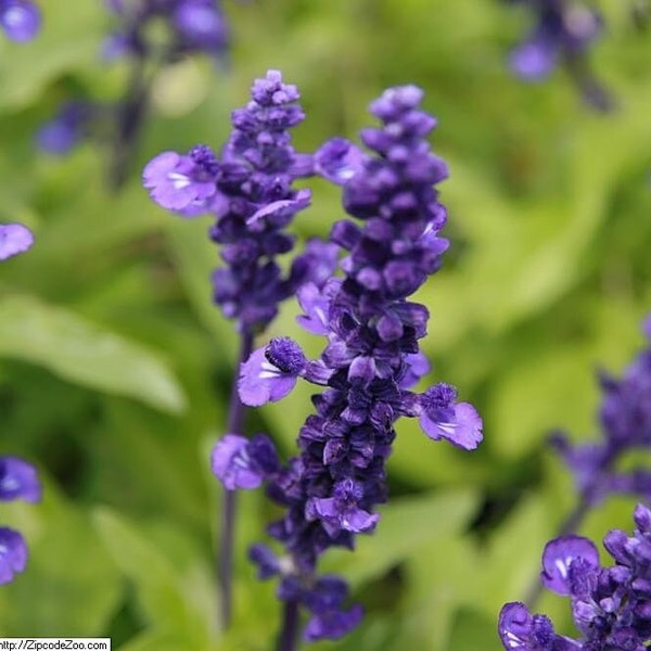 Blue Sage, 200 Seeds, Mealy Sage Seeds, Medicinal Plant Herb & Culinary Herb Seeds Heirloom Non-GMO US Seller Free Shipping SmilingSeeds