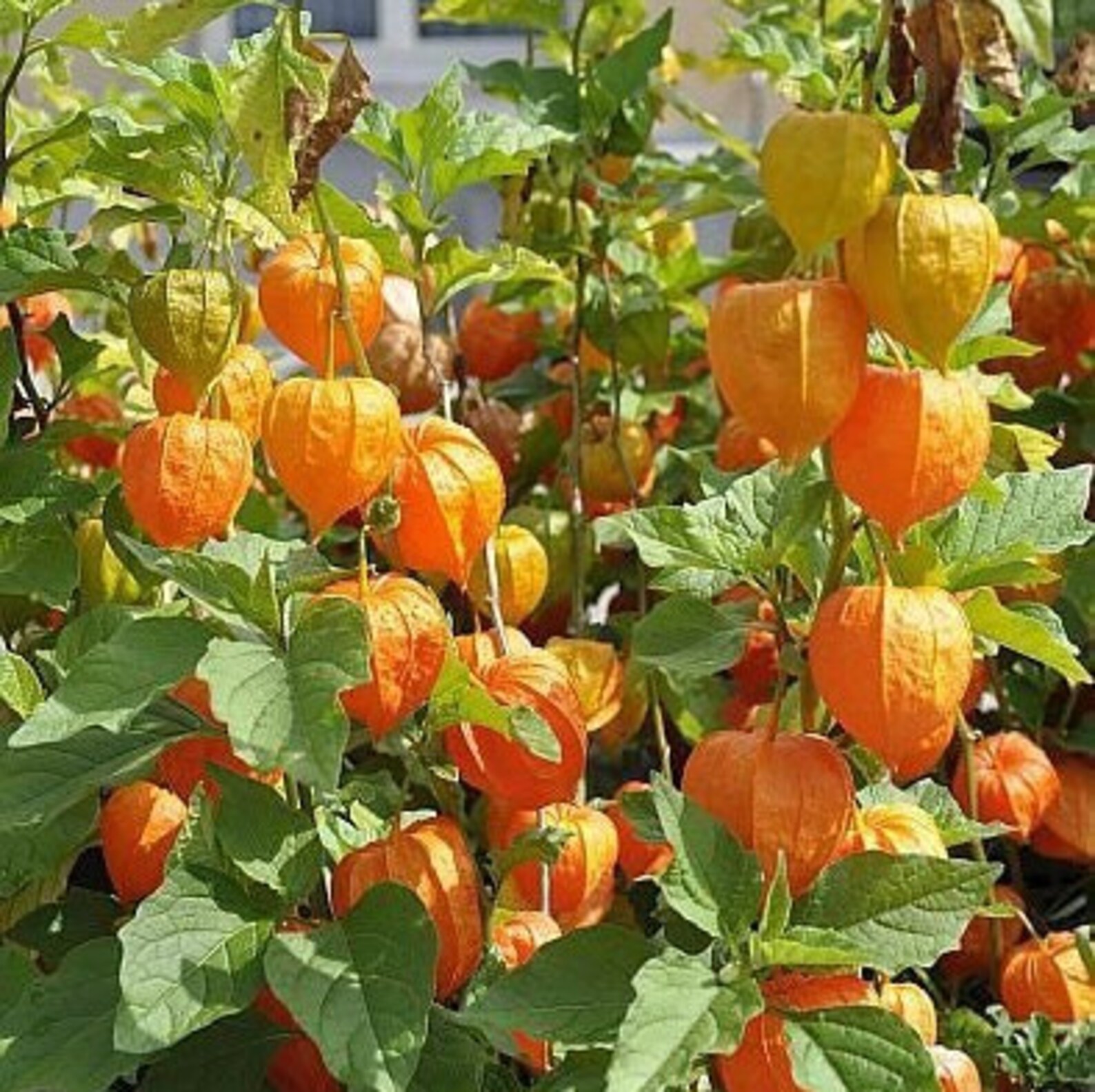 Cape Gooseberry Tomatillo 100 Seeds Ground Cherry Etsy