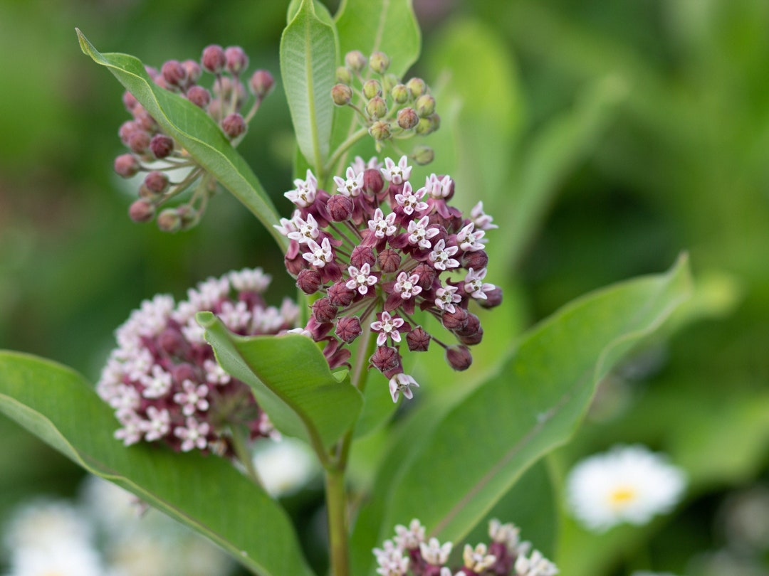 Common Milkweed, 50 Seeds, Butterfly Garden Deer Resistant Pink Blossom