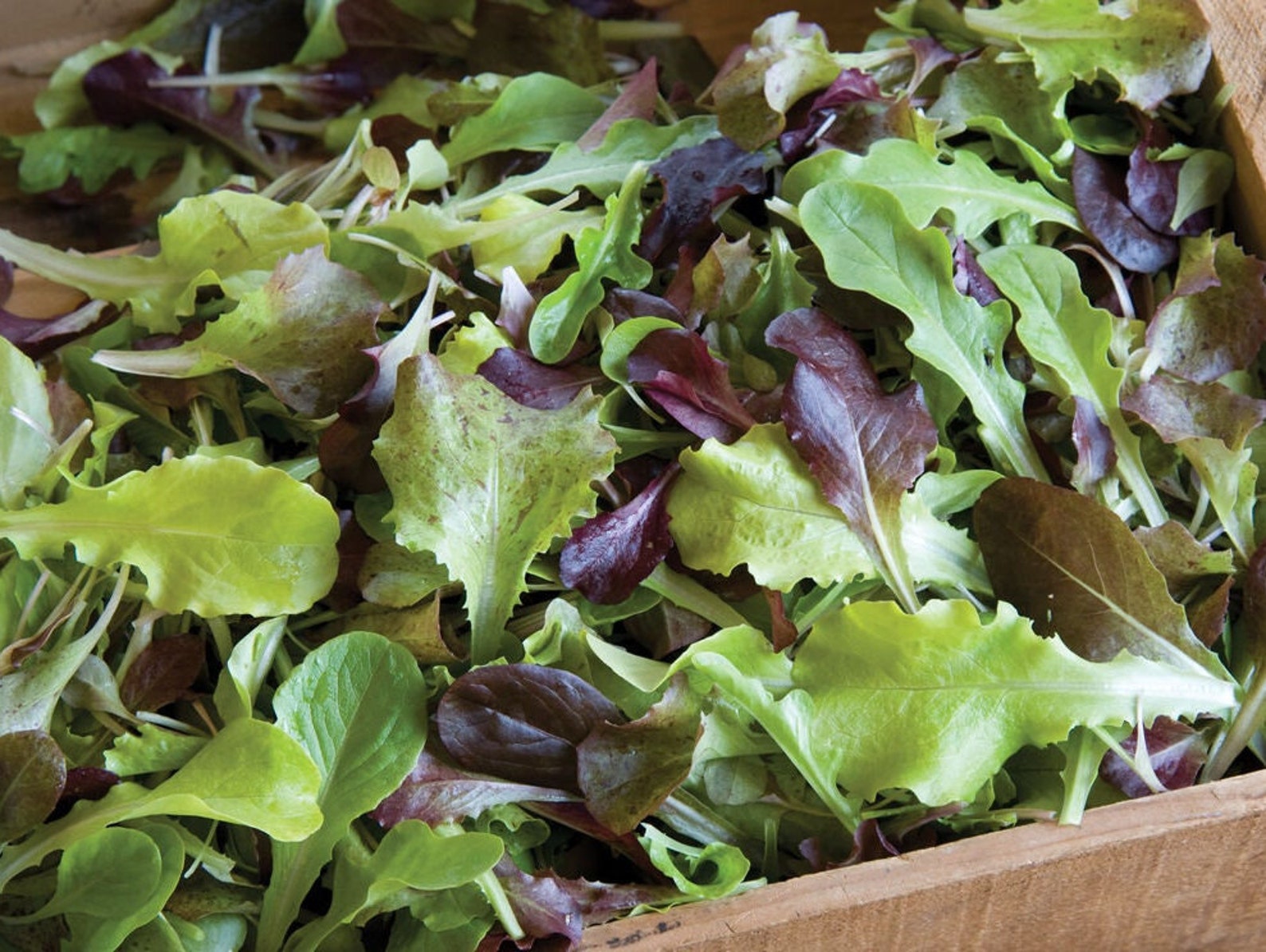 Gourmet Blend Lettuce 200 Seeds Mixed Greens Lettuce Seeds Etsy