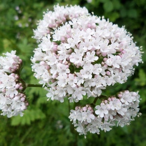 Valerian, 200 Seeds, Medicinal & Culinary Herb Seeds Flower Seeds Heirloom Non-GMO US Farm Free Shipping  SmilingSeeds