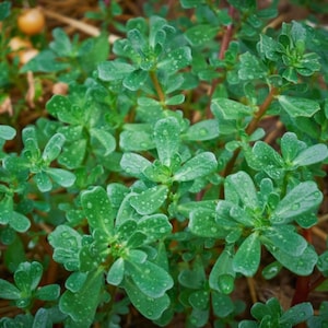 Green Purslane, 200 Seeds, Duckweed Seeds Little Hogweed Pursley Medicinal & Culinary Herb Seeds Heirloom Non-GMO US Farm Free Shipping