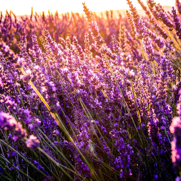 Vera Lavender, English Lavender, 200 Seeds, Medicinal & Culinary Herb Seeds Herbal Tea Heirloom Non-GMO US Farm Free Shipping SmilingSeeds