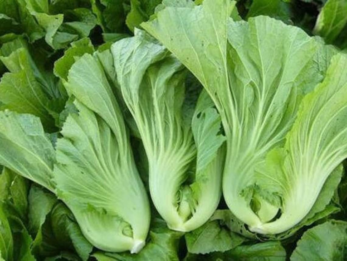 Chinese Mustard gai Choy 200 Seeds Oriental Mustard Greens Etsy
