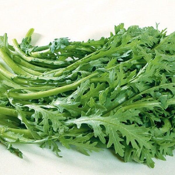 Chrysanthemum Seeds Etsy