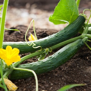 Burpless Cucumber, 30 Seeds, Sweet Tender Green Cucumber Seeds Oriental Vegetable Chinese Cucumber Heirloom Non-GMO US Farm Free Shipping