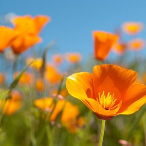 Orange California Poppy, 200 Seeds, Gold Poppy Seeds Orange Blossom Garden Flowers Wildflower Heirloom Non-GMO US Farm Free Shipping