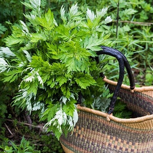 Japanese Mugwort Yomogi, 200 Seeds, Kui Hao, Artemisia Princeps, Medicinal Herb Culinary Herb Seeds Heirloom Non-GMO US Farm Free Shipping