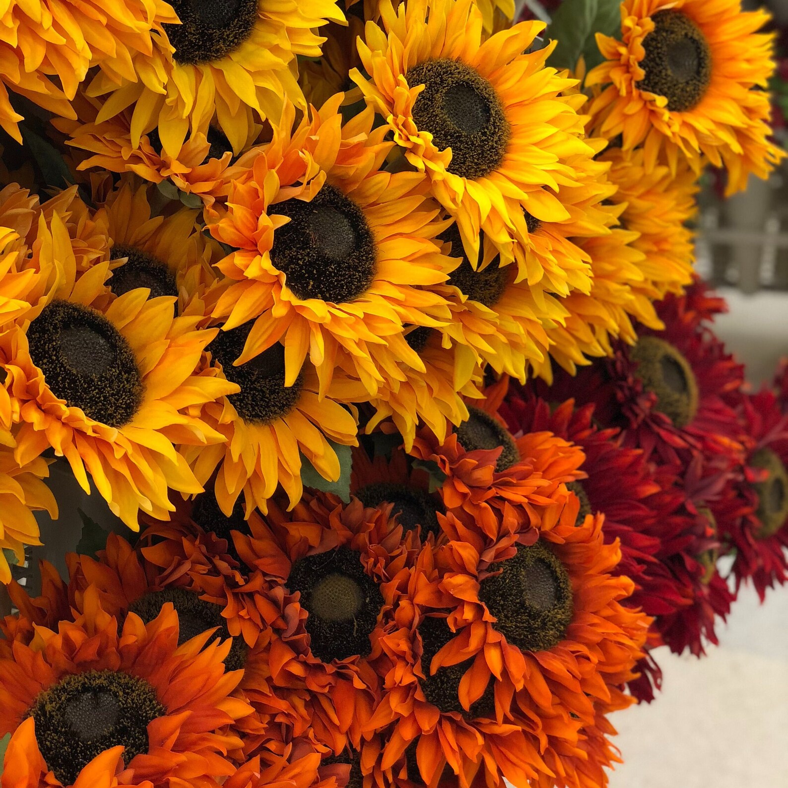 8 Varieties Sunflowers Mixture Seeds 50 Seeds Rare Variety Etsy