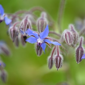 Borage, 100+ Seeds, Borago Officials, Blue Blossom, Flower Wildflower Medicinal & Culinary Herb Seeds Heirloom Non-GMO US Farm Free Shipping