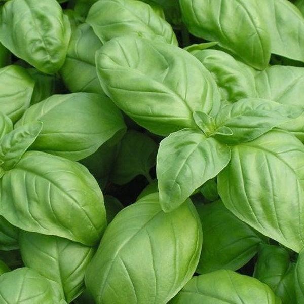 Genovese Basil, 200 Seeds, Sweet Italian Basil Seeds Spice Medicinal & Culinary Herb Seeds Heirloom Non-GMO US Farm Free Shipping