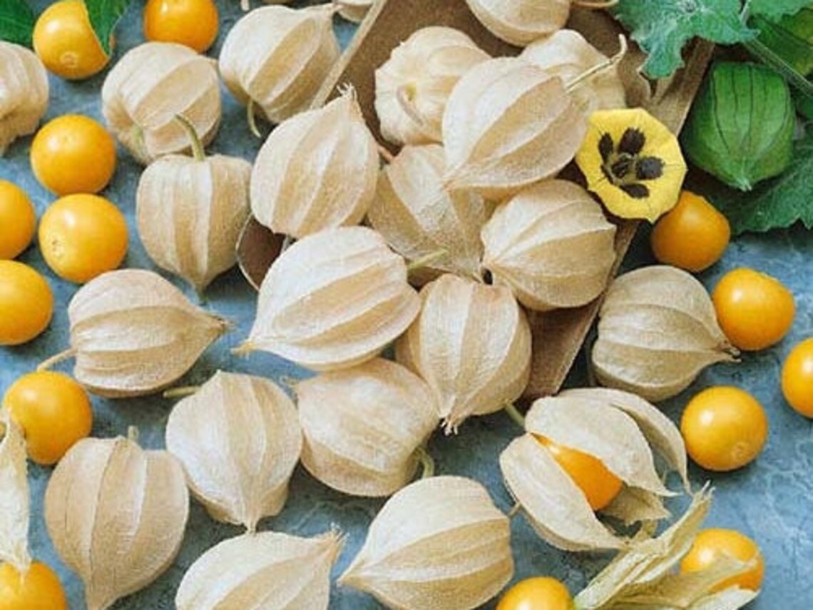 Cape Gooseberry Tomatillo 100 Seeds Ground Cherry Etsy