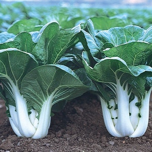 White Stem Baby Pak Choi, 200 Seeds, Nail Bai Cai, Dwarf Bok Choy, Asian Vegetable, Heirloom Non-GMO US Farm Free Shipping SmilingSeeds