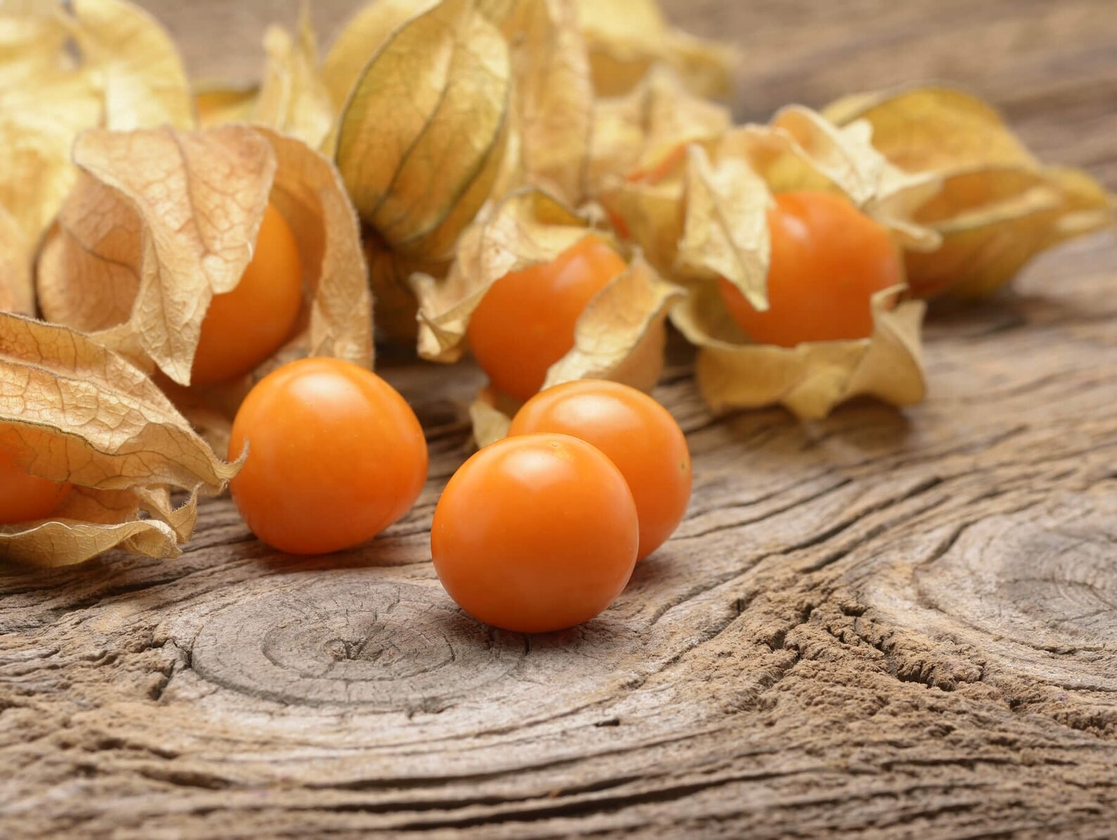 Cape Gooseberry Tomatillo 100 Seeds Ground Cherry Etsy