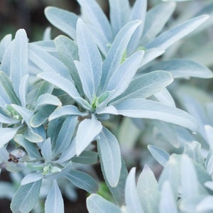 White Sage, Organic, 50 Seeds, Salvia Apiana, Medicinal & Culinary Herb Seeds Heirloom Non-GMO US Free Shipping