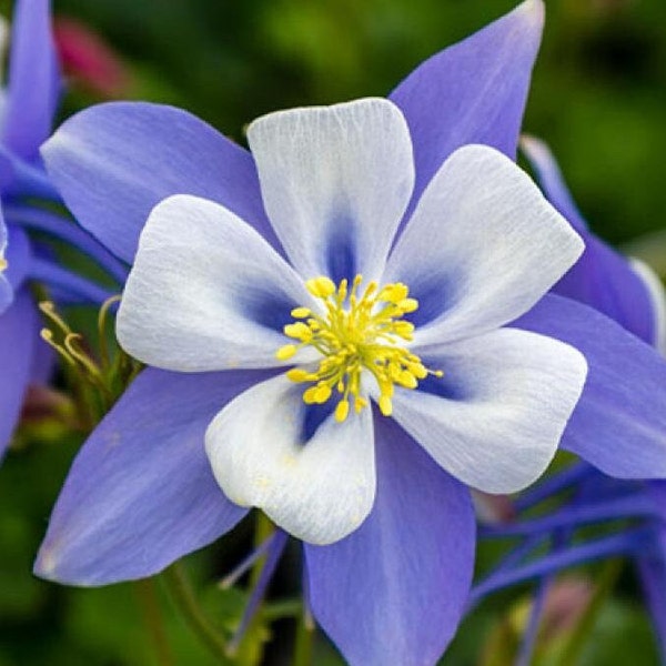 Colorado Blue Columbine, 200 Seeds, Rocky Mountain Columbine Blue Blossom Garden Wildflowers Seeds Heirloom Non-GMO US Farm Free Shipping