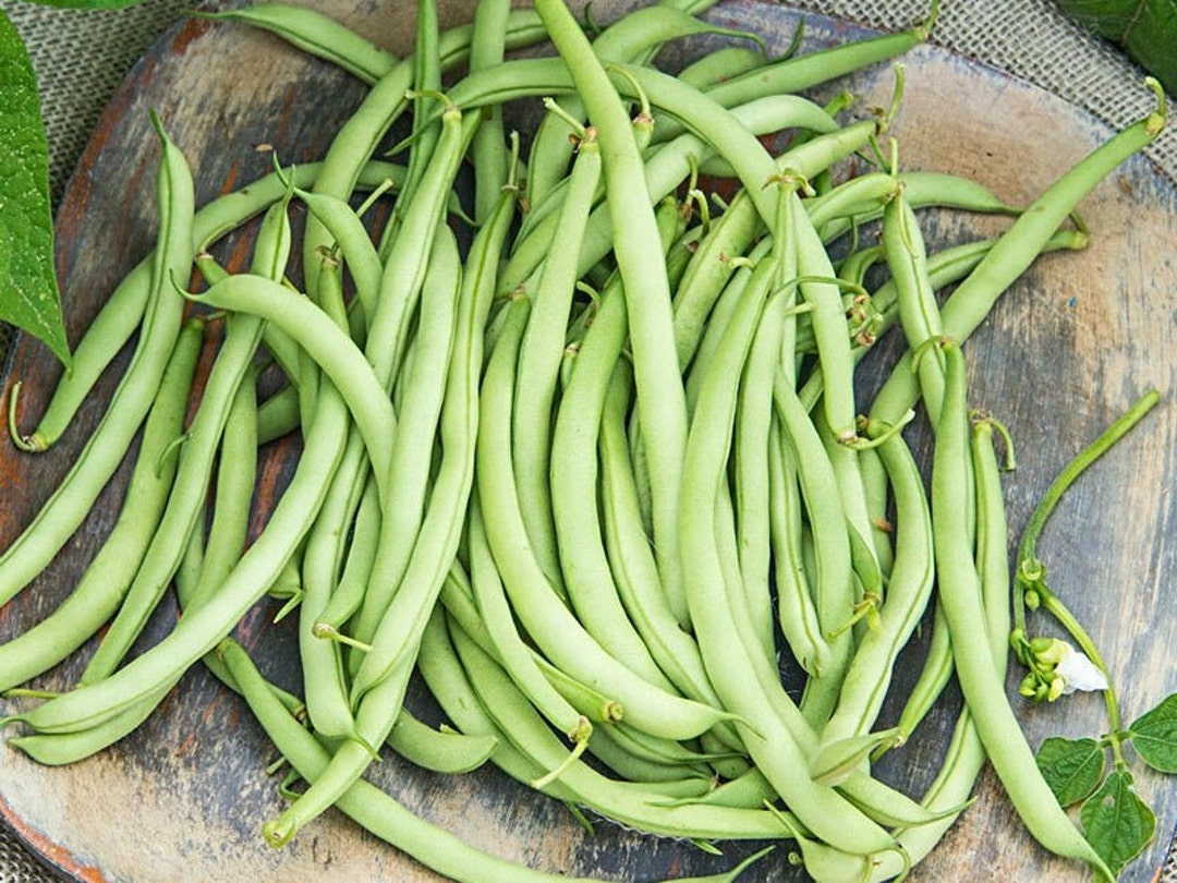 Contender Green Bush Bean, 30 Seeds, Green Bean Tender Pods Vegetable