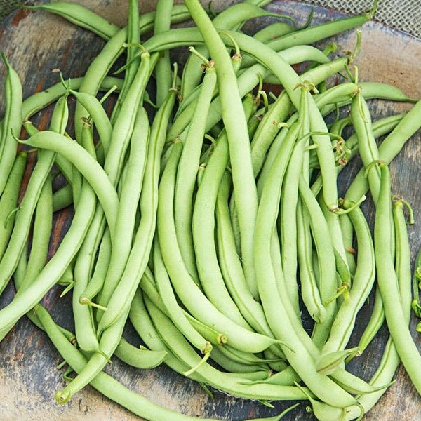 Green Bean Seeds Etsy