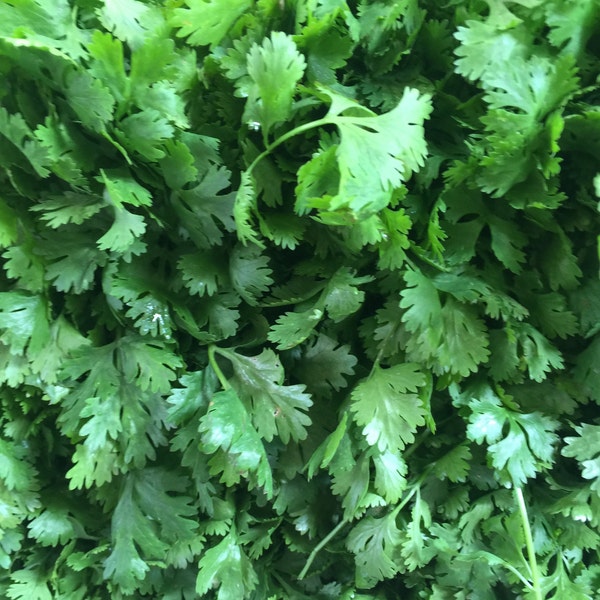 Cilantro Slow Bolt, Organic, 200+ Seeds, Coriander Seeds, Culinary Herb Seeds, Medicinal Plant Seeds, Heirloom Non-GMO US Farm Free Shipping