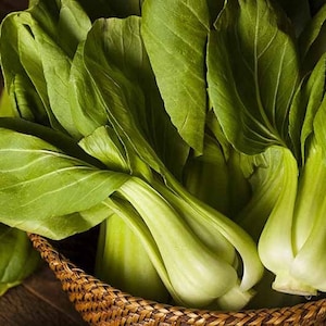 Shanghai Baby Pak Choi, 200 Seeds, Oriental Chinese Bok Choy Little Dwarf Leafy Greens Vegetable Heirloom Non-GMO US Farm Free Shipping