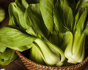 2500 FREE SHIPPING! BABY PAK CHOI Bok Choy Chinese Cabbage Seeds USA Seller! 2500 FREE SHIPPING! BABY PAK CHOI Bok Choy Chinese Cabbage Seeds USA Seller!