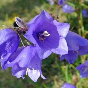 Bellflower (Balloon Flower), 100 Seeds, Korean Doraji, Kikyo, 桔梗花, Medicinal Herb Culinary Herb Seeds Heirloom Non-GMO US Farm Free Shipping