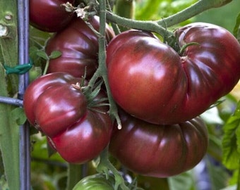 Tomato - Black Krim, 50 Seeds, Brown Tomato Seeds, Purple Tomato, Large Fruit, Heirloom Non-GMO Open Pollinated US Farm Free Shipping