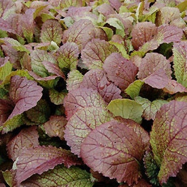 Red Giant Mustard, 200 Seeds, Japanese Mustard Green Healthy Antioxidant Salad Leafy Greens Vegetable Heirloom Non-GMO US Farm Free Shipping