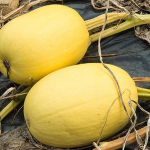 Spaghetti Squash, Organic, 20 Seeds, Sweet Winter Squash Vegetable Pasta Heirloom Non-GMO US Farm Vegetable Fast Shipping SmilingSeeds