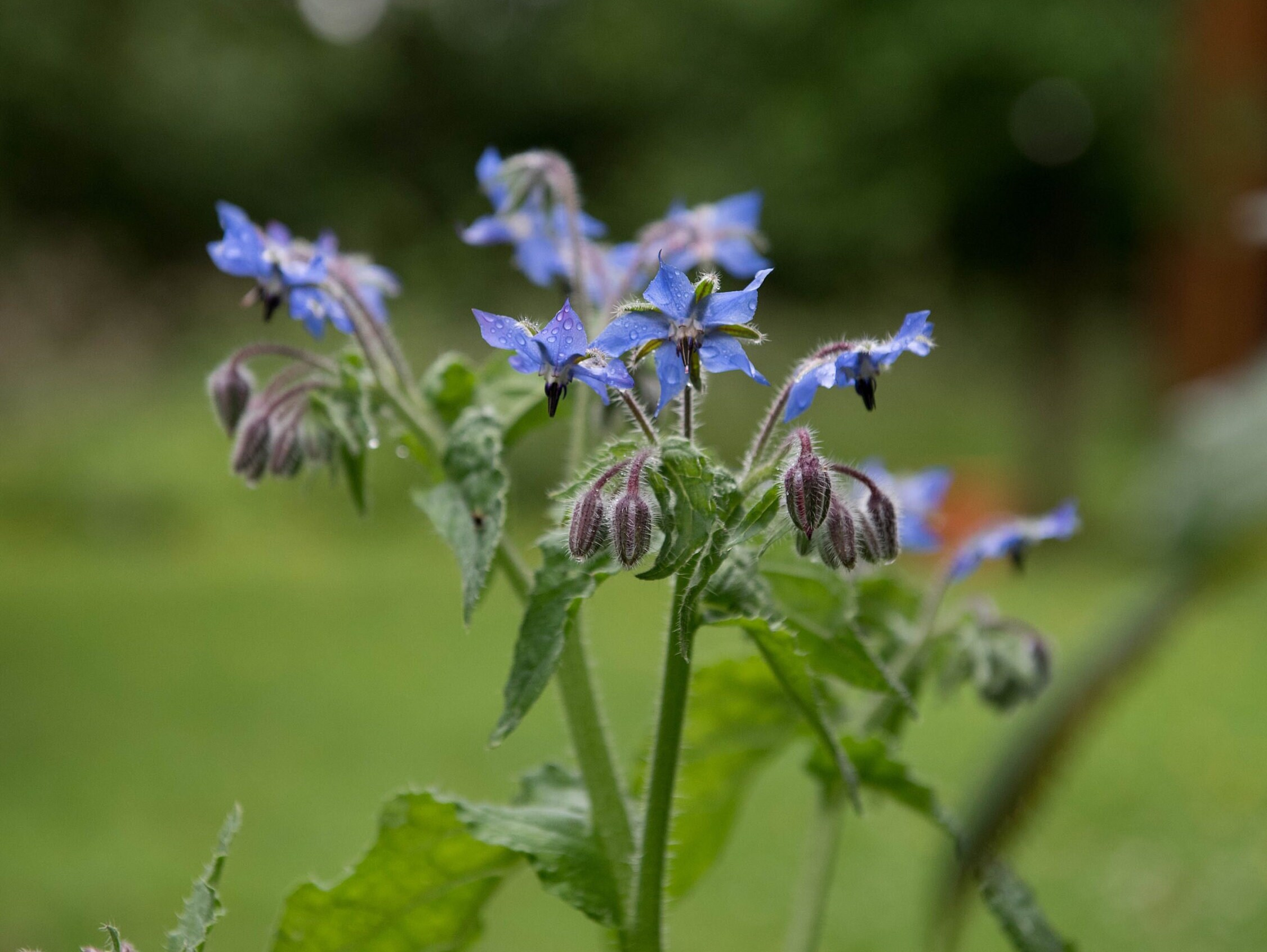 Borage 100 Seeds Borago Officials Blue Blossom Flower Etsy