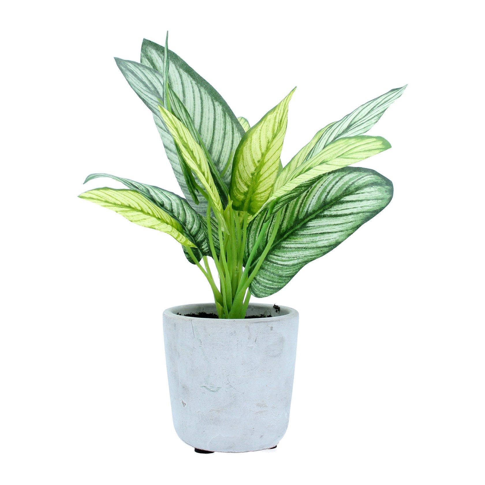 Vases Home & Living Home Décor Faux Stromanthe Plant in Pot by Gisela