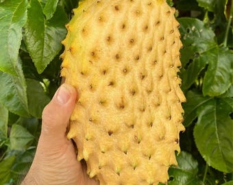 Può includere: Un frutto di annona muricata con una buccia gialla, spinosa e ruvida. Il frutto ha una forma ovale allungata con numerose piccole protuberanze morbide e appuntite che coprono l'intera superficie, mostrando una distinta struttura botanica.