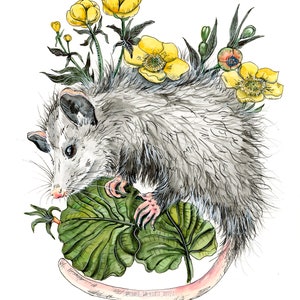 Print : Swamp Yellow Marigold Flowers and Opossum or Possum Habitat Series Wildlife Art, Rehab Animal, Woodland Watercolor Print