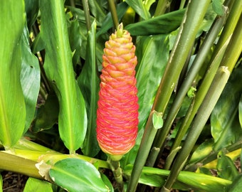 Pinecone Ginger/Shampoo Ginger/Zingiber zerumbet/ 3 Rhizomes - Tropical Exotic plant - Green Ashes Farm: Florida Fresh!