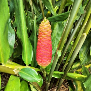 Pinecone Ginger/Shampoo Ginger/Zingiber zerumbet/ 3 Rhizomes - Tropical Exotic plant - Green Ashes Farm: Florida Fresh!