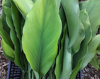 Turmeric Leaves 1lb (20 large leaves) - Florida Fresh, 100% Organic