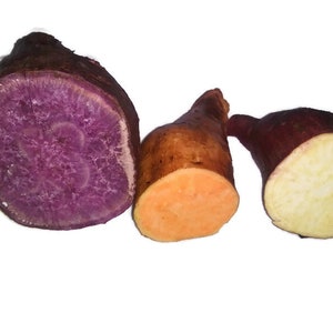 May include: Three cut root vegetables arranged side by side. The first is a large tuber with a deep purple interior and dark skin. The second is a smaller tuber with a bright orange interior. The third is a tuber with a pale cream interior.