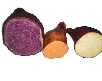 4 Sweet Potato rooted slips ( Plugs) - purple, white, orange flesh - Ipomoea batatas from Green Ashes Farm 100% Organic