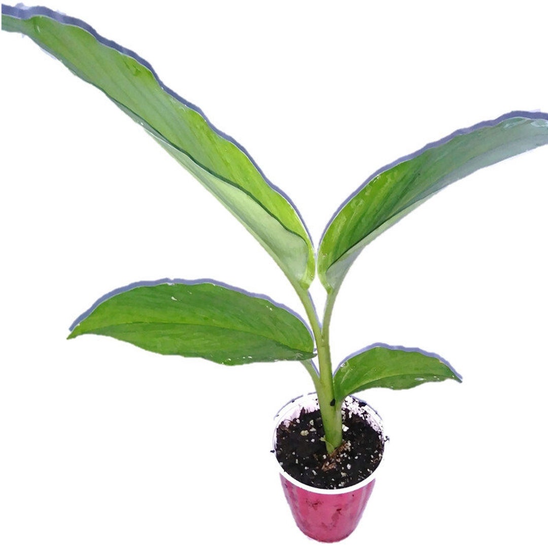 Turmeric Plant Florida Fresh Curcuma Longa From Green Ashes Farm, 100