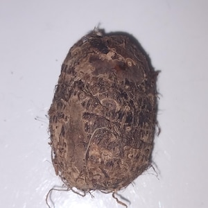 May include: A brown, knobby root vegetable with a rough, fibrous texture.